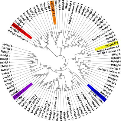 RNAi-Mediated Knockdown of Imaginal Disc Growth Factors (IDGFs) Genes Causes Developmental Malformation and Mortality in Melon Fly, Zeugodacus cucurbitae